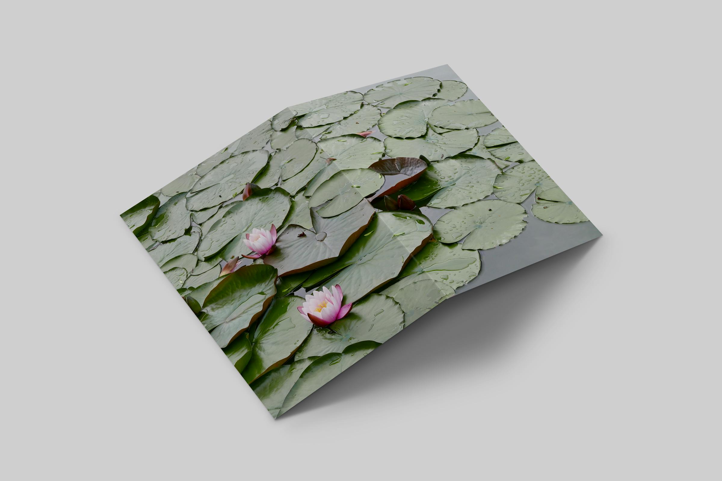 Rosaly Card | 2025 No 4