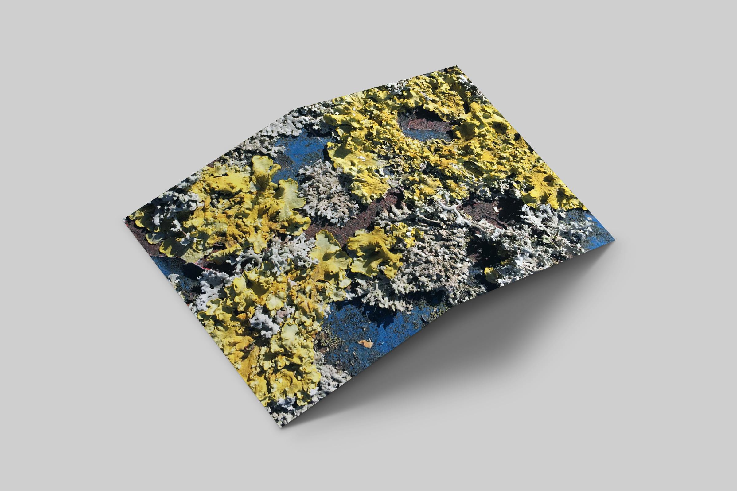 Rosaly Card | 2020 No 1