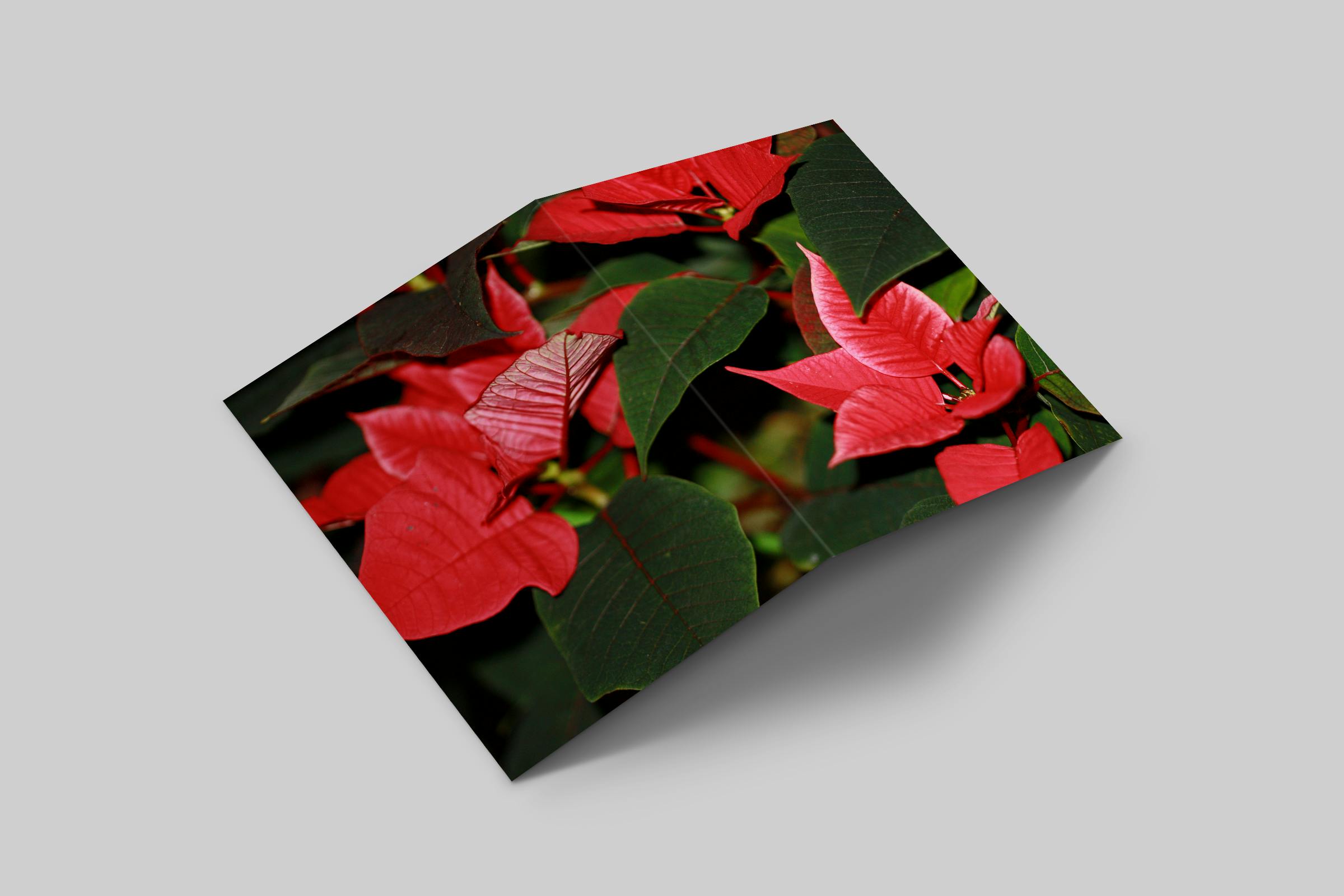 Rosaly Card | 2025 No 8