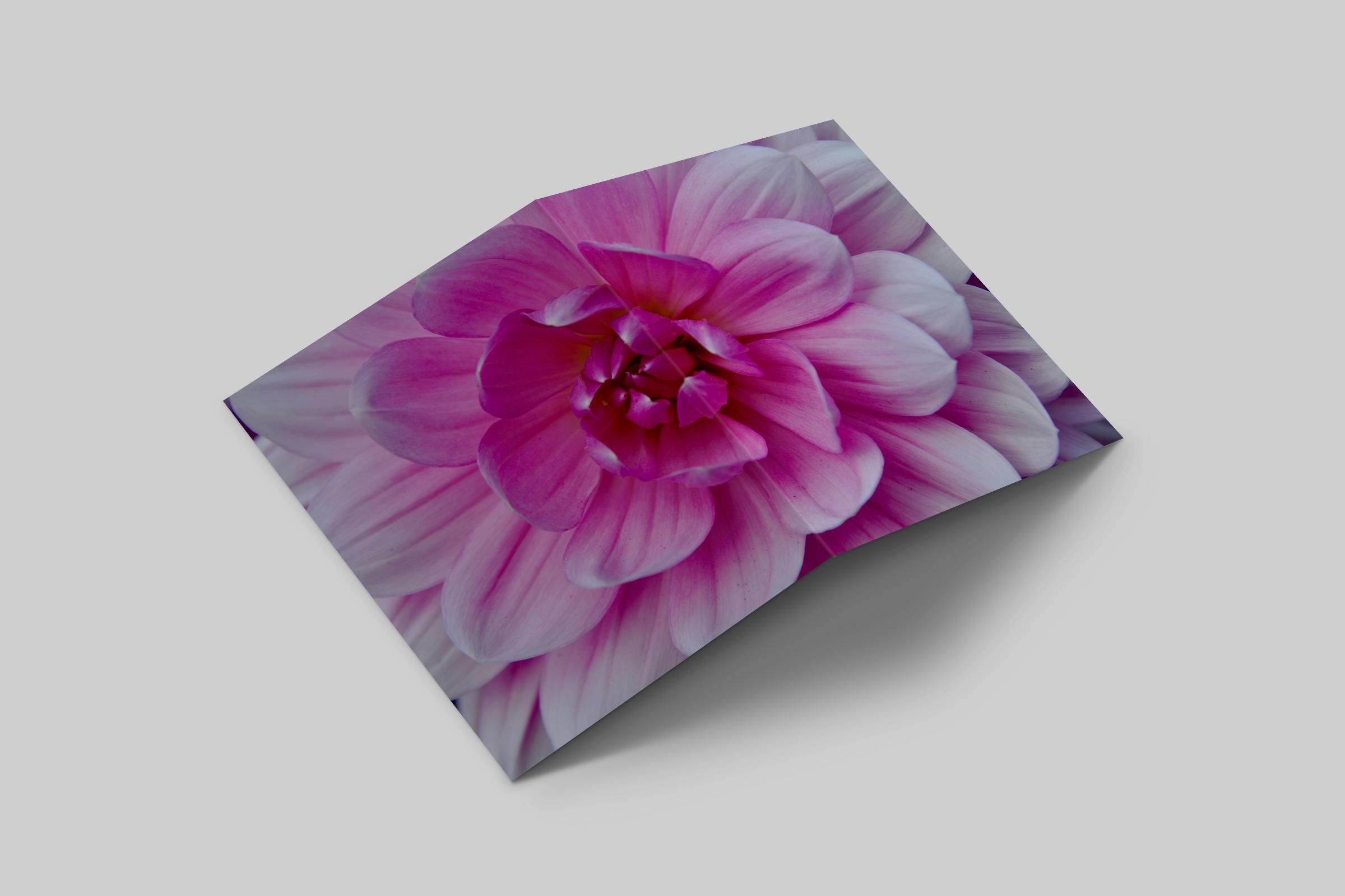 Rosaly Card | 2025 No 6