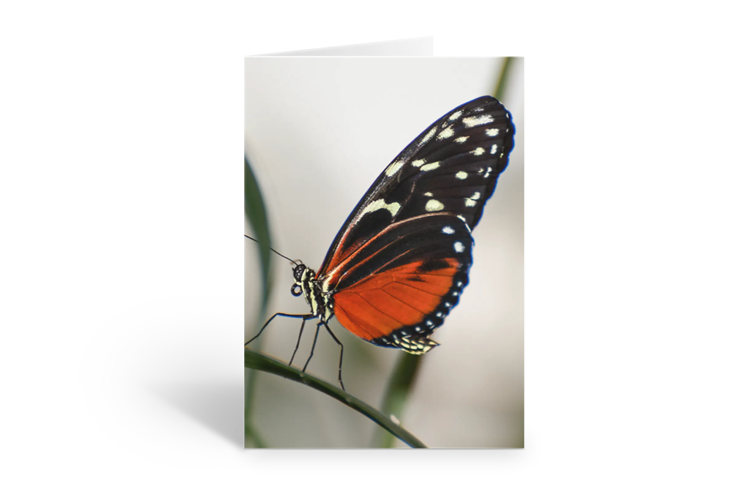 Rosaly Card | 2026 No  9