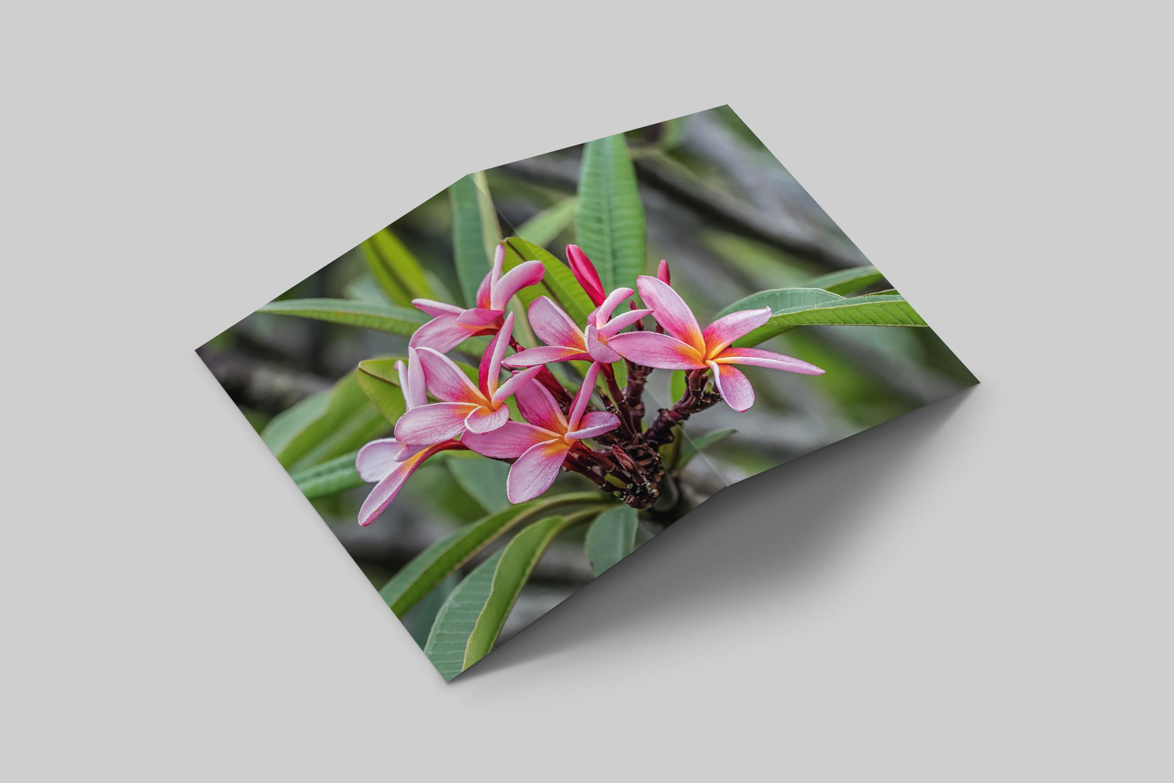 Rosaly Card | 2020 No 2