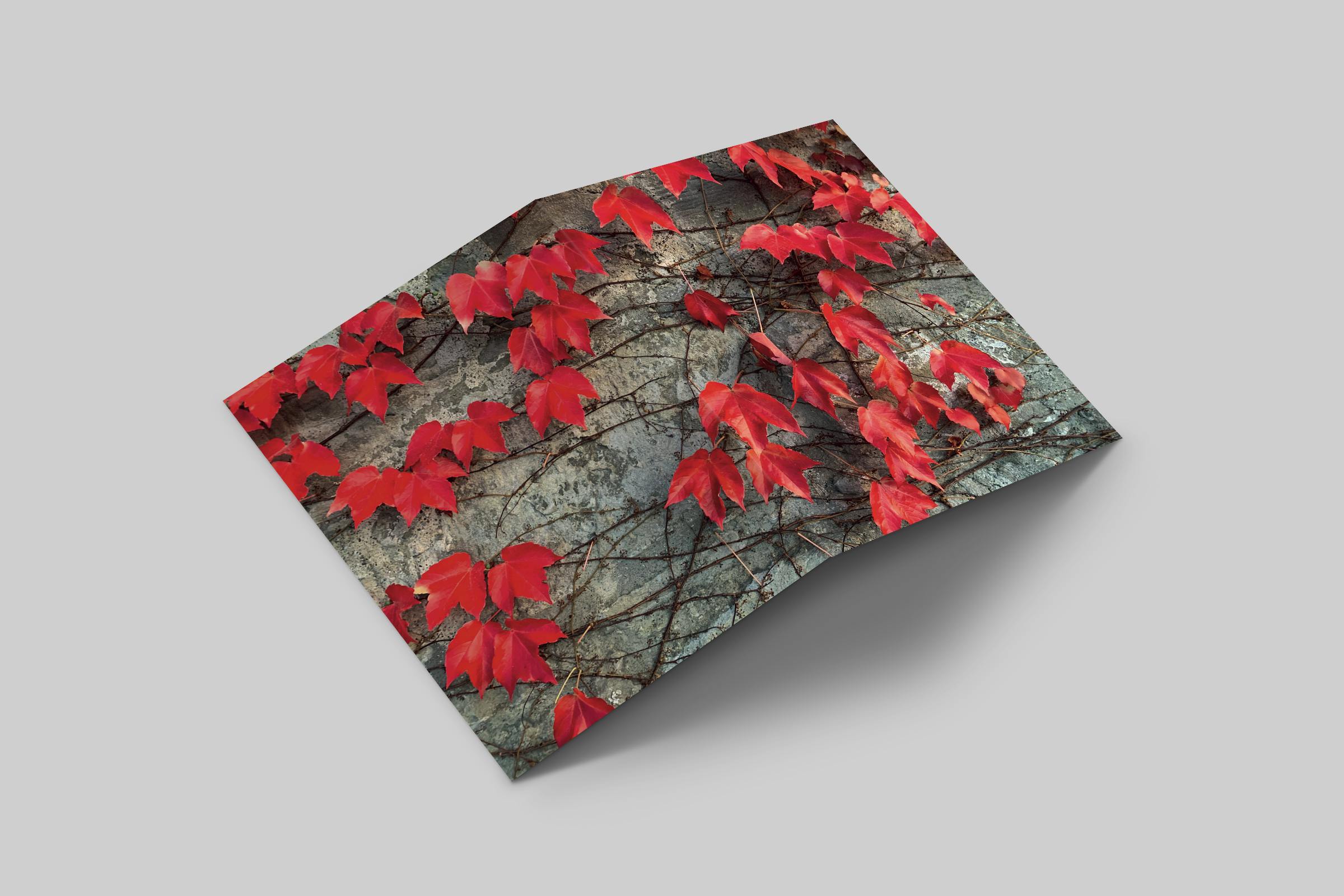 Rosaly Card | 2021 No 4