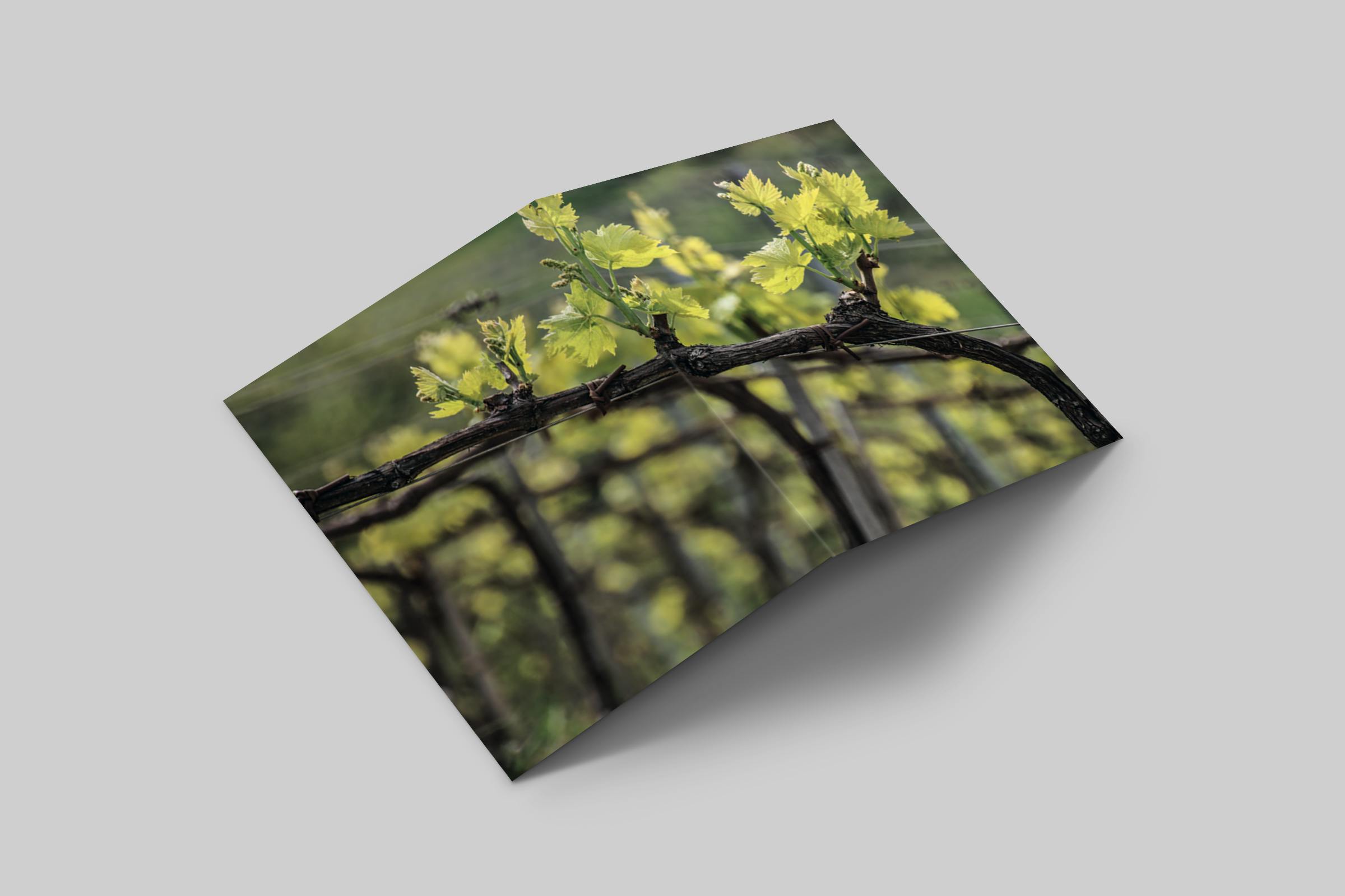 Rosaly Card | 2019 No 1