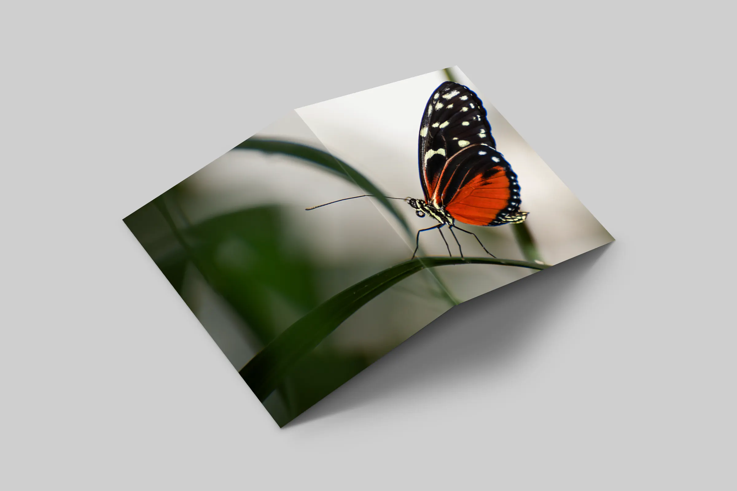Rosaly Card | 2026 No 2
