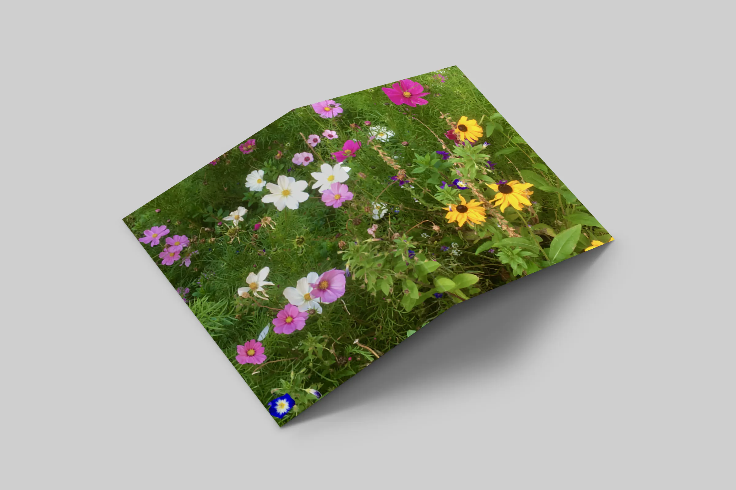 Rosaly Card | 2026 No 3